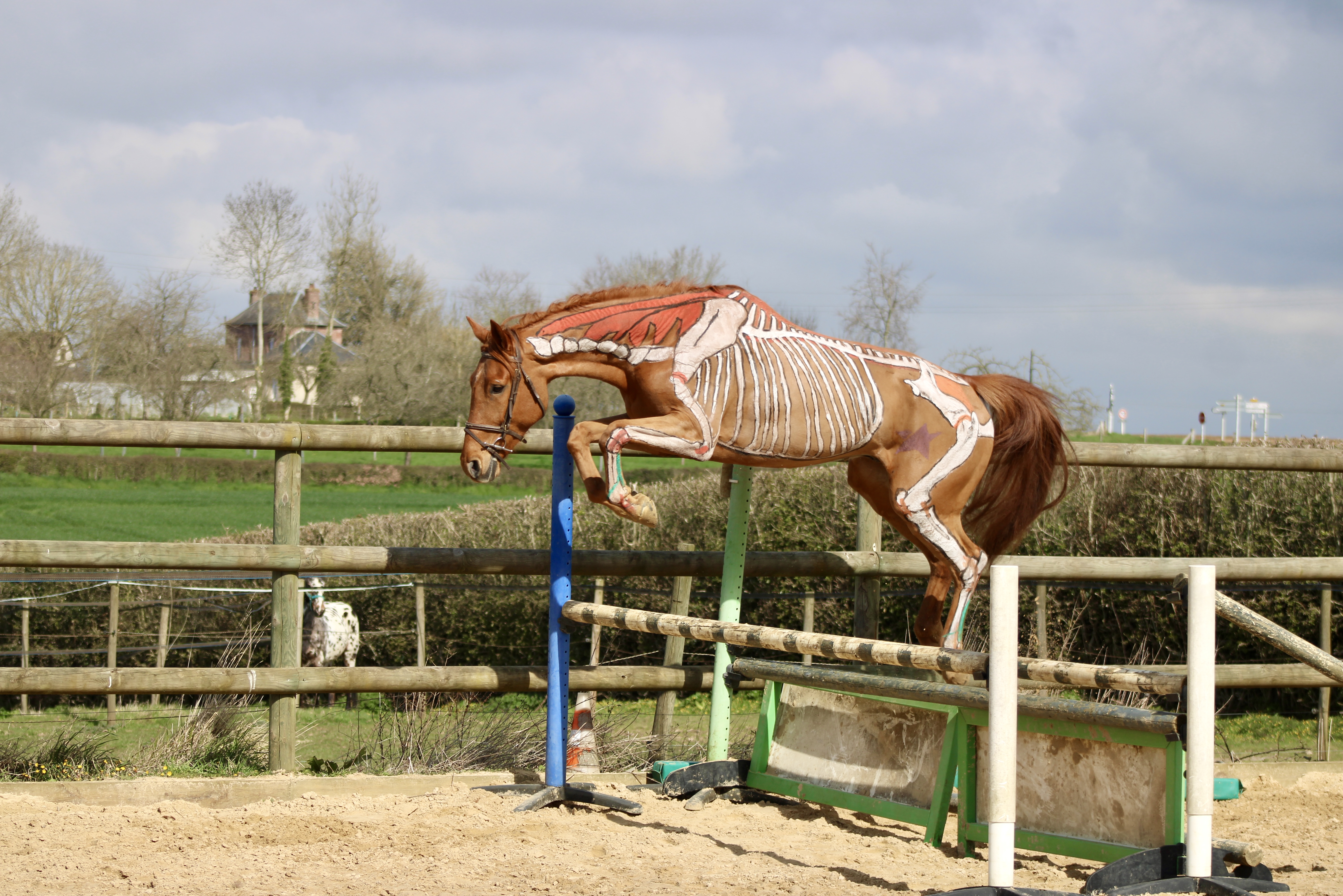 horse painting