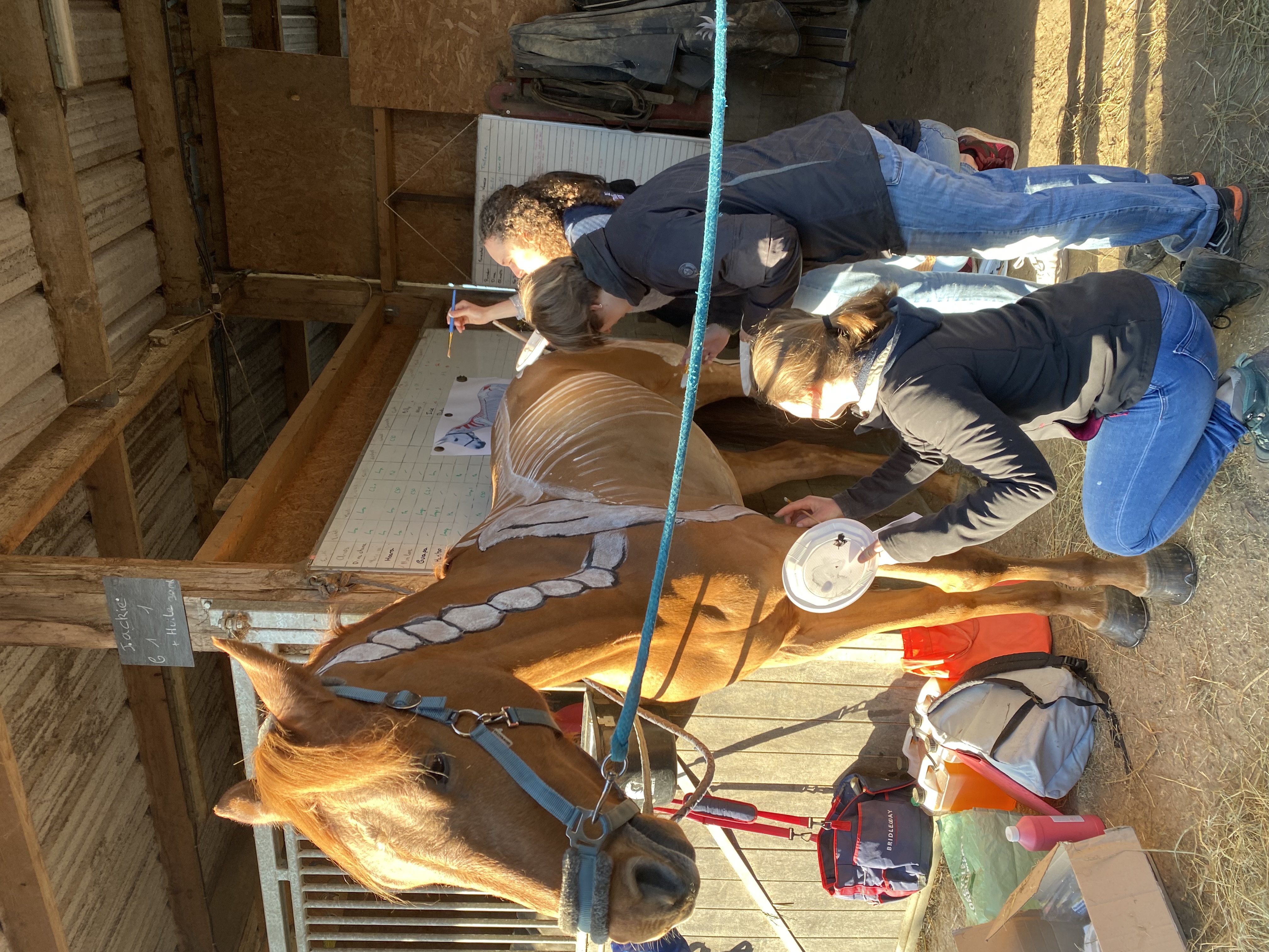 horse painting