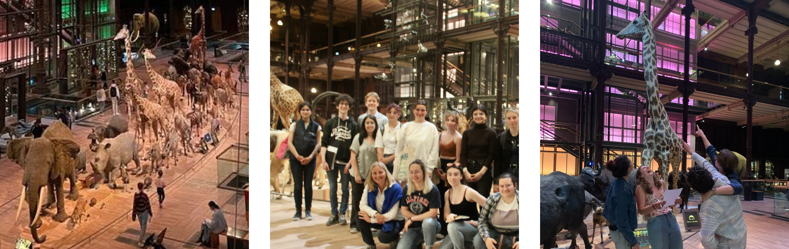 Musée National d'Histoire Naturelle - vétérinaire