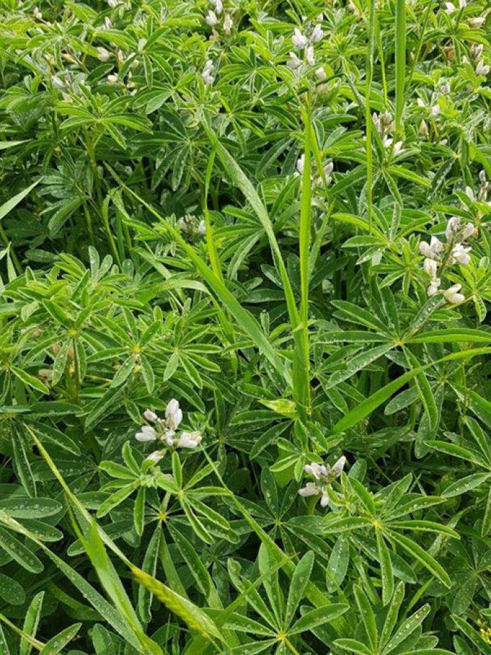lupins