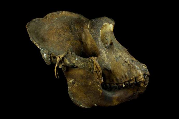 crâne