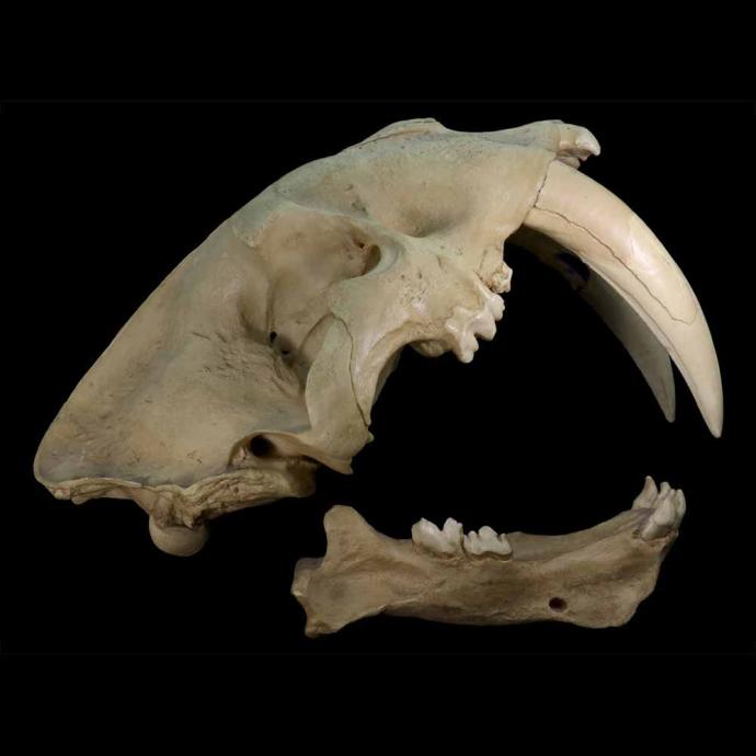 Smilodon californicus