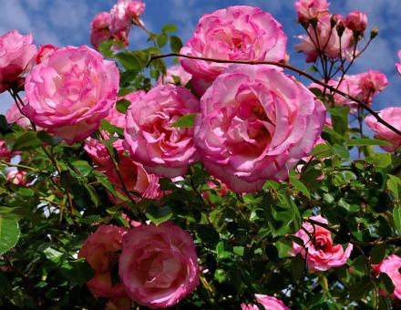 010615_Journees_de_la_rose.jpg