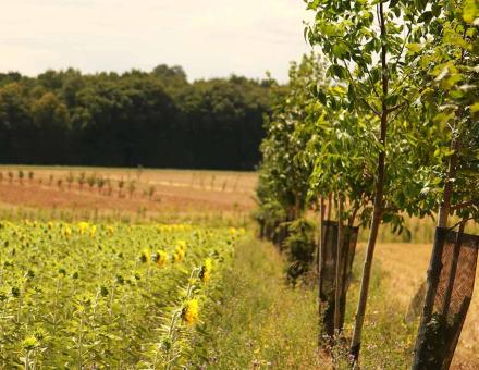 040716_Agroforesterie.jpg