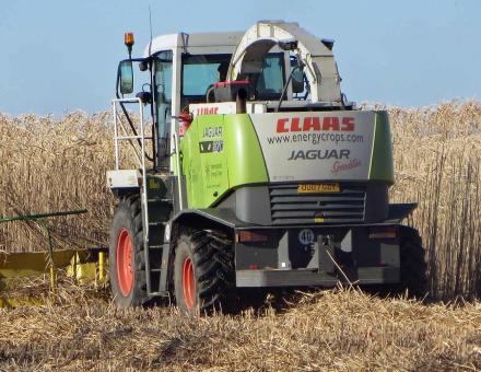 Faire pousser des isolants thermiques, c’est possible. Ici, moisson de miscanthus, aussi utilisé pour les biocarburants. David Wright, Flickr, CC BY