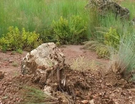 Des plantes pour protéger les sols du tassement et de l’érosion