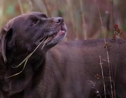 L’étrange affaire des céréales dans l’alimentation canine