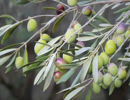 header_agriculture_mediterraneenne.jpg