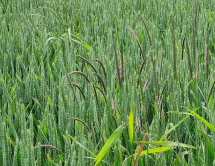 Agriculture : comment lutter contre les mauvaises herbes sans pesticides ?