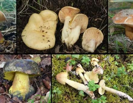 Près d’un tiers des champignons recensés sont menacés d’extinction