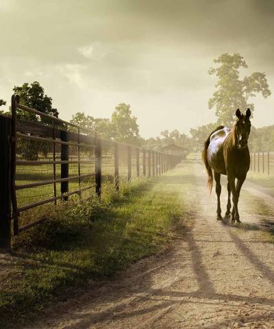 Advanced-Master program in Equine Science and Business